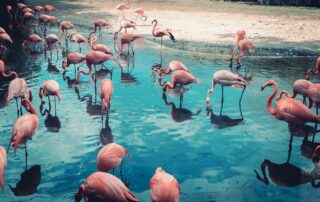 Government announces superannuation guarantee amnesty