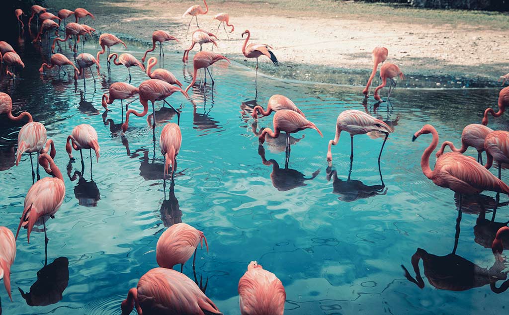 Government announces superannuation guarantee amnesty